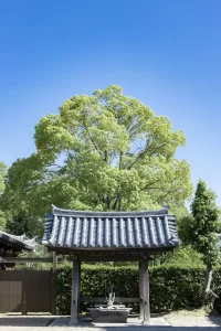 神社の手洗い場「手水舎」の建築とデザインの魅力