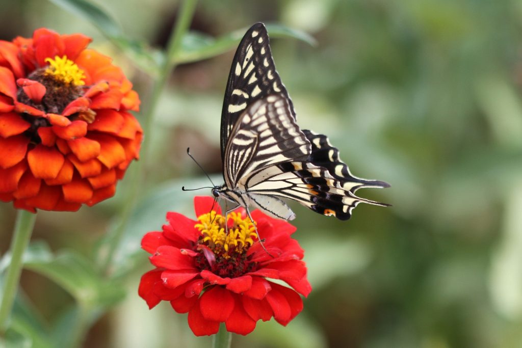 神社とアゲハ蝶が紡ぐスピリチュアルな物語